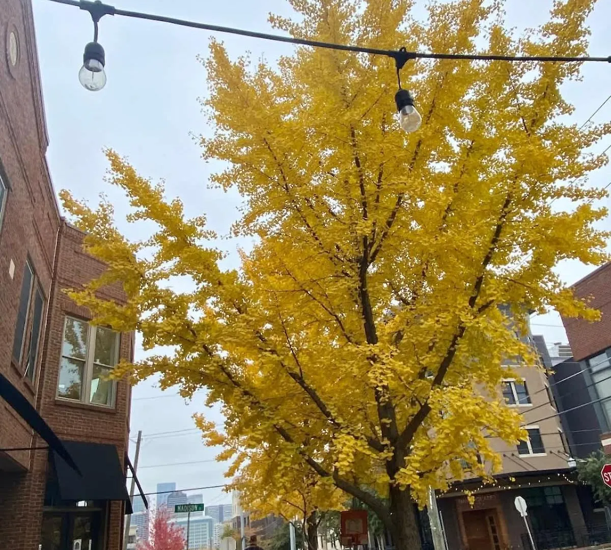 7 Min Drive To Broadway- Walkable Neighborhood Βίλα Νάσβιλ Ηνωμένες Πολιτείες της Αμερικής